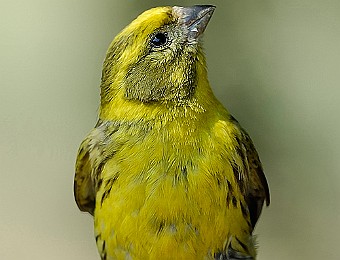 Animali 103